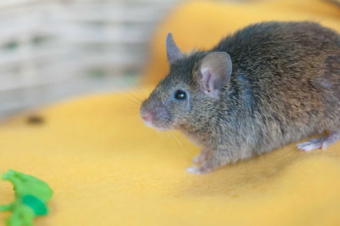 Your Daily Cute Rescued Mice Do Adorable RescuedMice Things (Photos