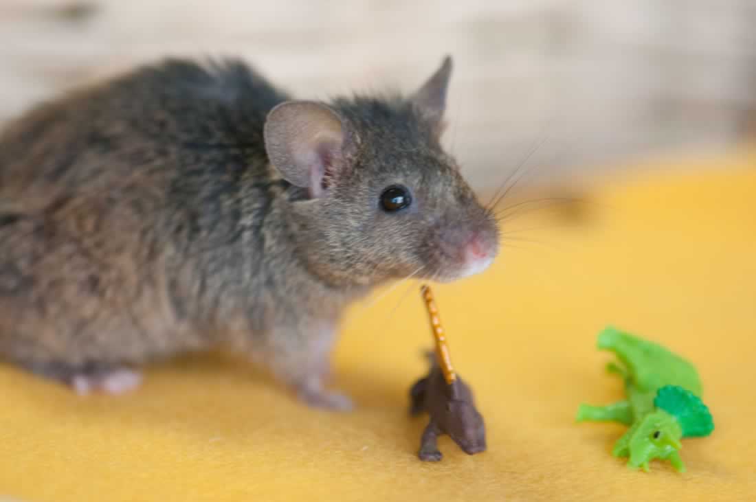 Your Daily Cute Rescued Mice Do Adorable RescuedMice Things (Photos