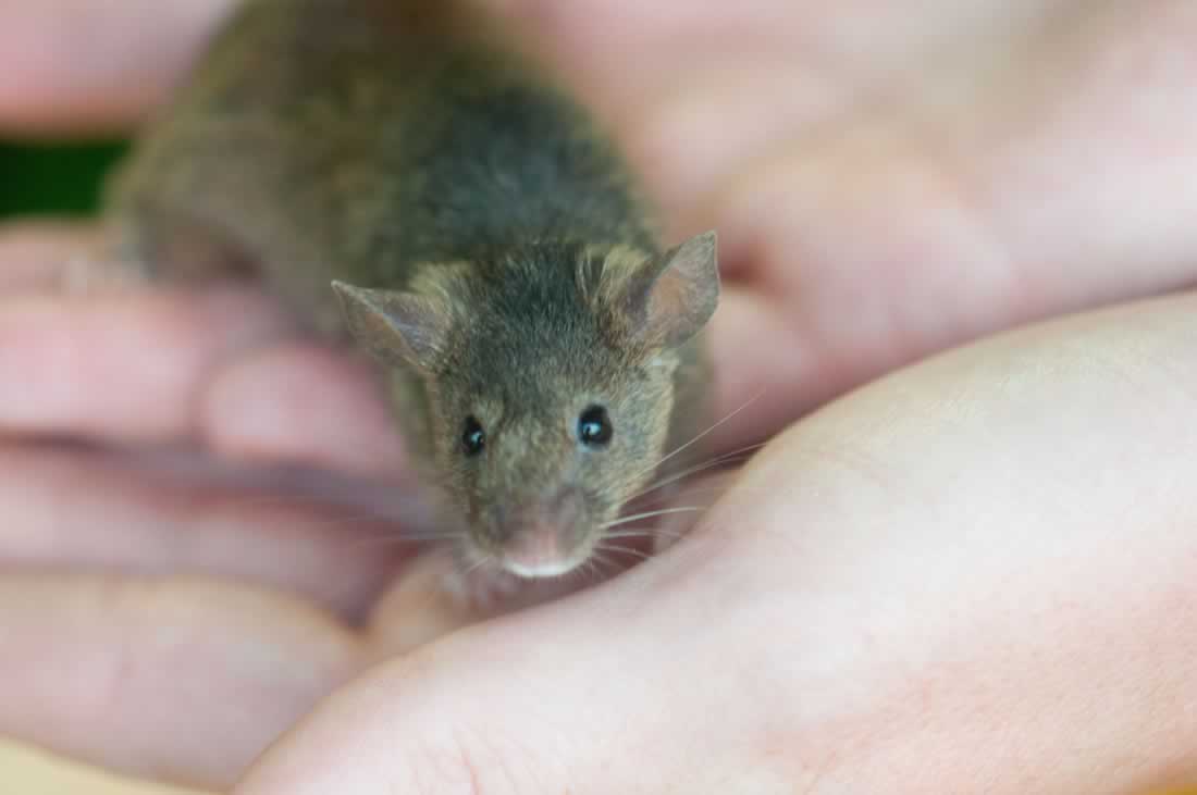 People Are Tormenting Mice to Give Them Gray Hair? | PETA People Are Tormenting Mice to Give Them Gray Hair? | PETA