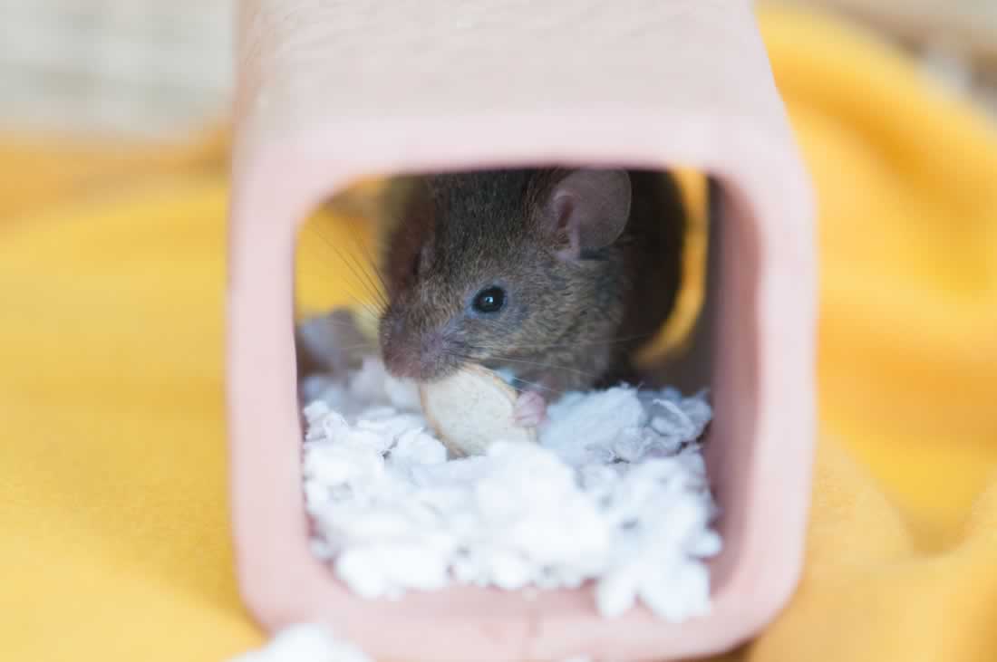 Your Daily Cute Rescued Mice Do Adorable RescuedMice Things (Photos