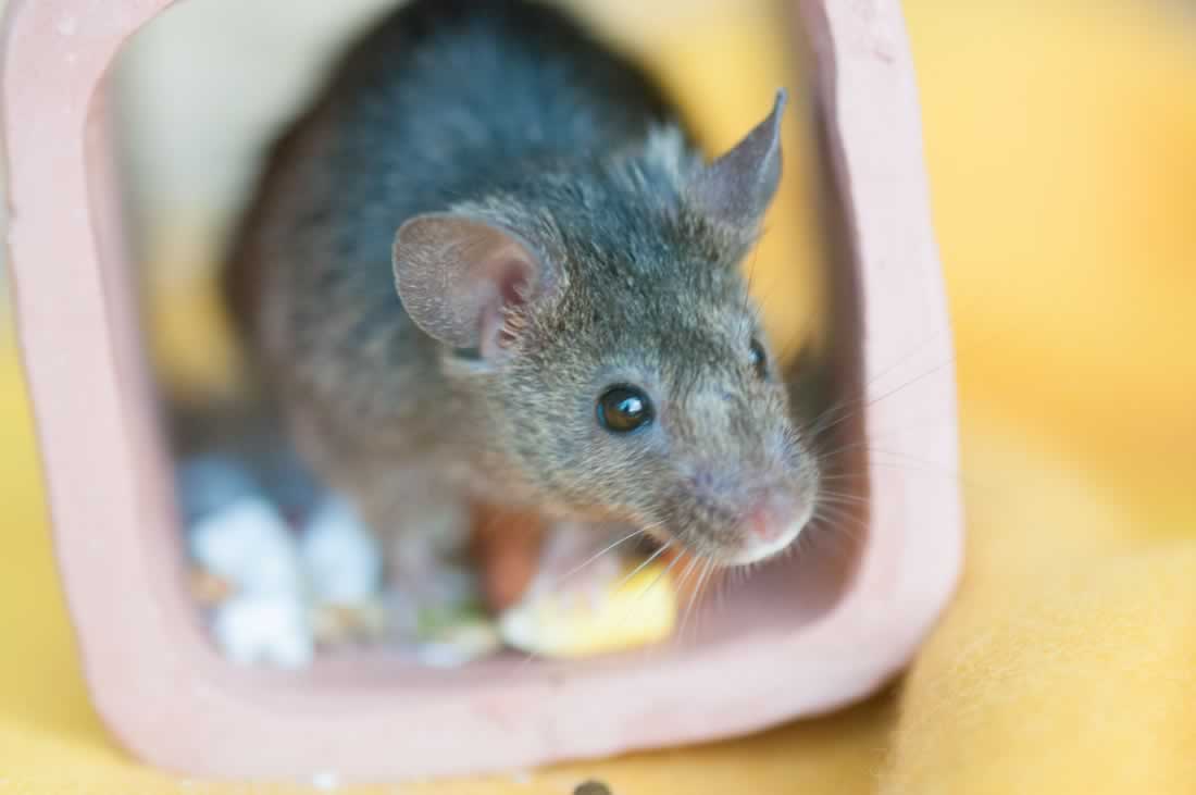 Your Daily Cute Rescued Mice Do Adorable RescuedMice Things (Photos