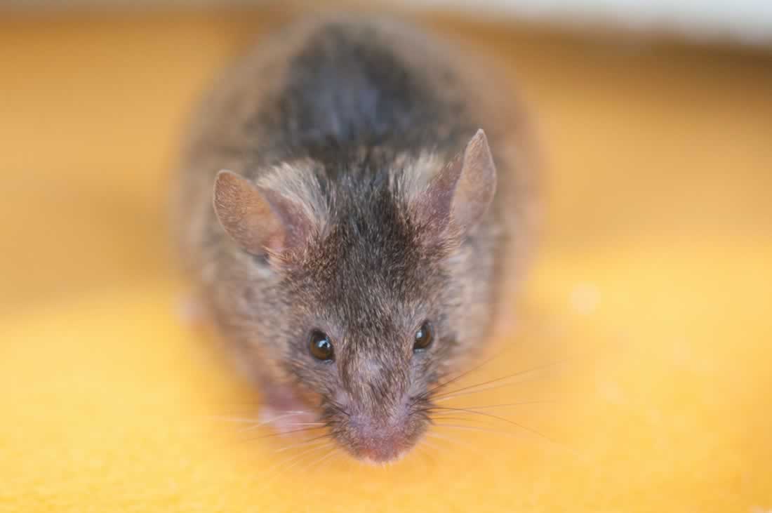 Your Daily Cute Rescued Mice Do Adorable RescuedMice Things (Photos