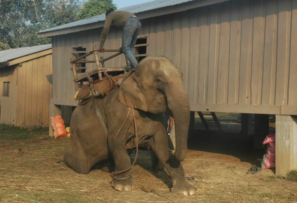 Nepal elephant rides