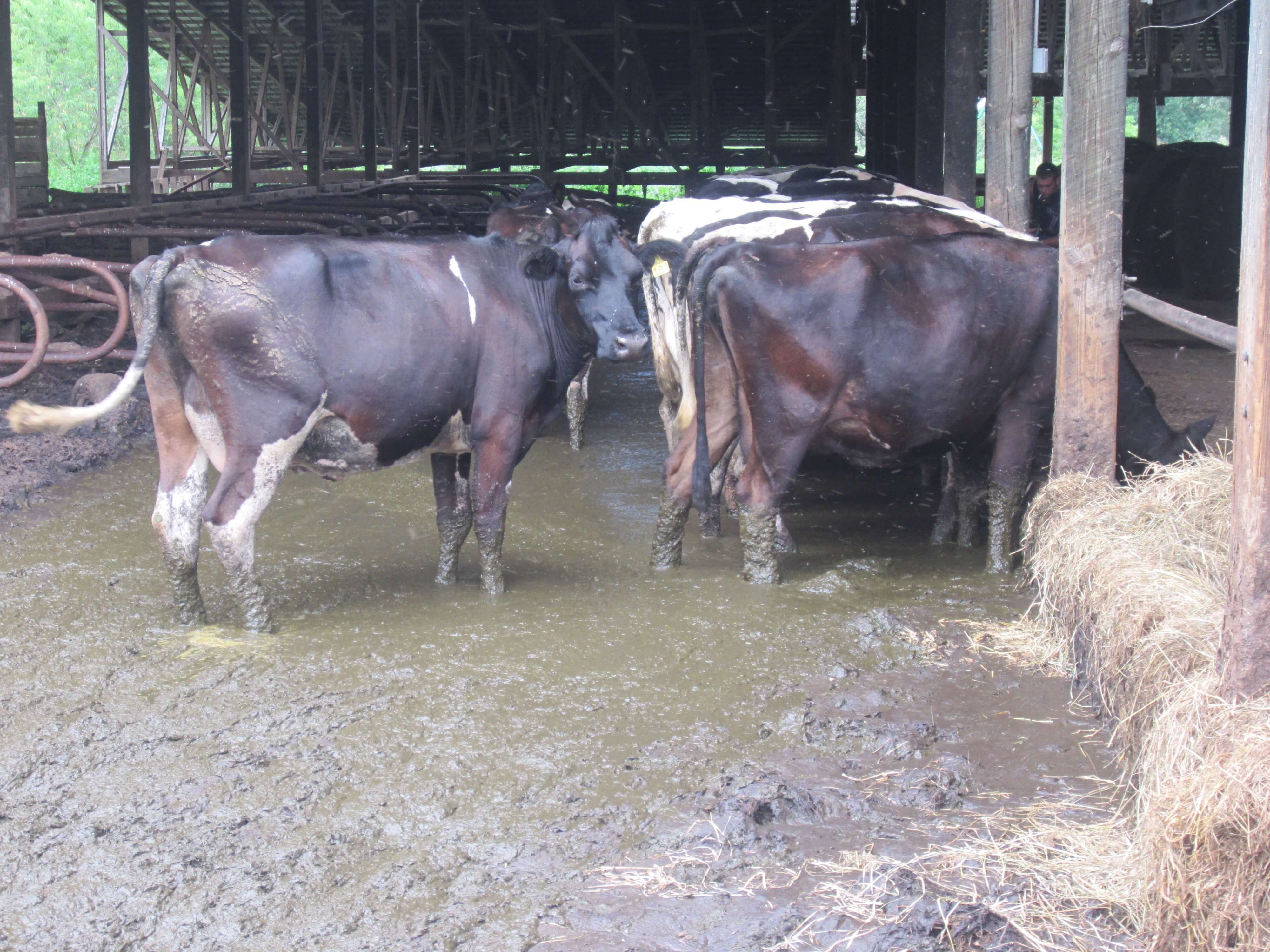 2013 – Osbourne Dairy Farm Case