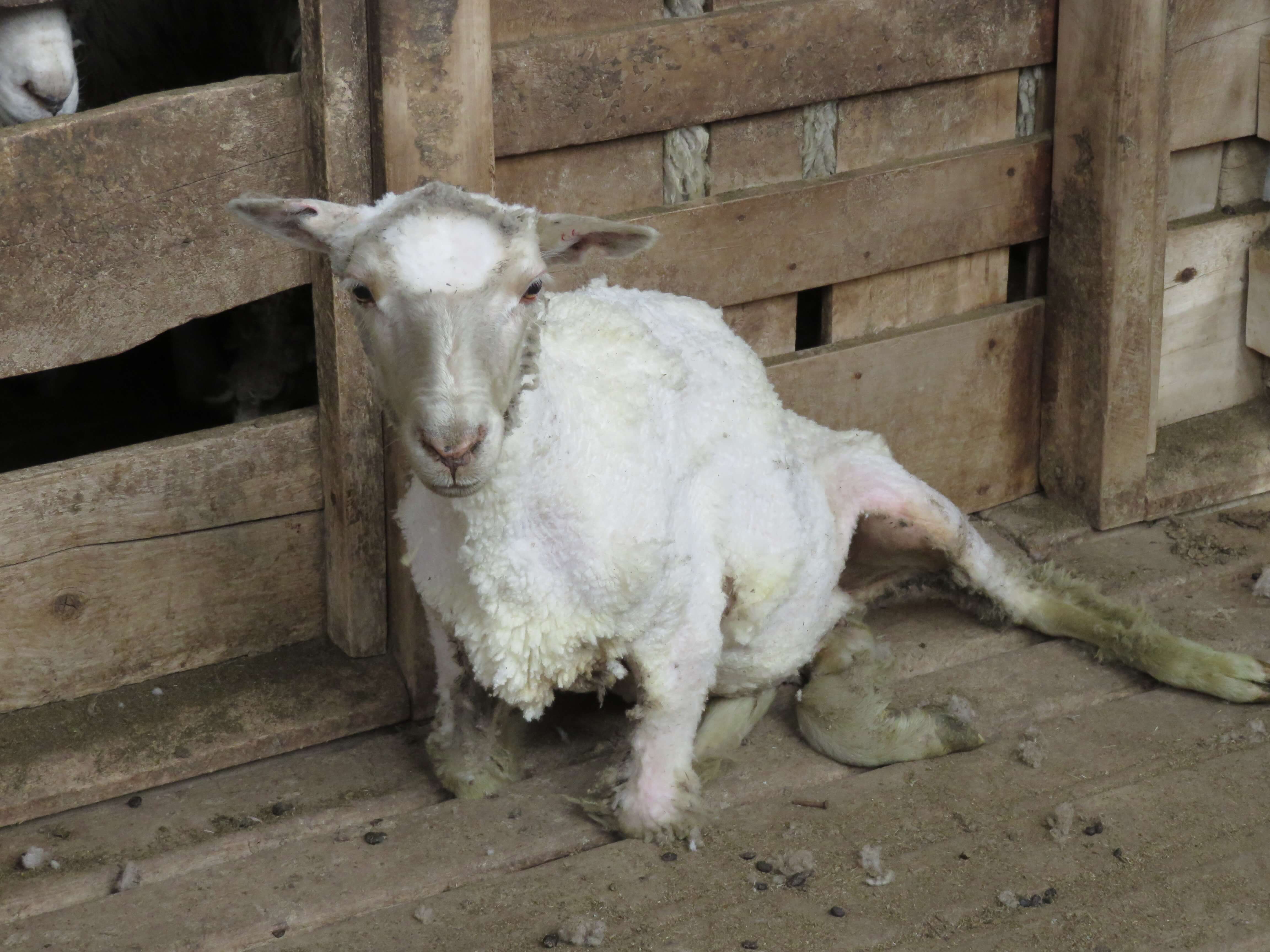 2015 – Patagonia wool exposé