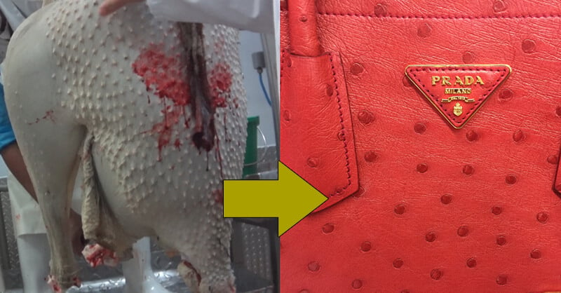 double image showing an ostrich's bloody body hanging, then a yellow arrow pointing toward a Prada purse made out of ostrich skin