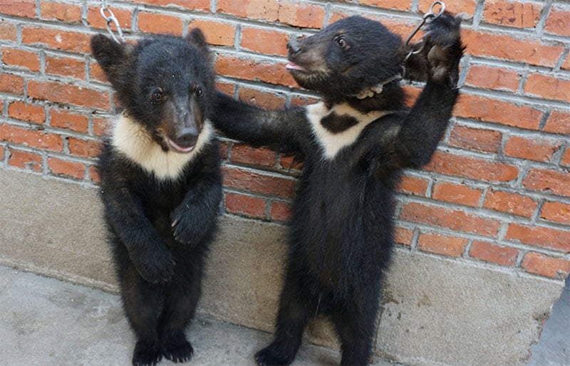 two sun bear cubs forced with a tether to stay standing, with one reaching toward the other