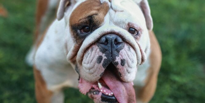 Video: Bulldogs Not Covered Under ‘Lifetime Warranty’ but Win ‘Best in Show’?