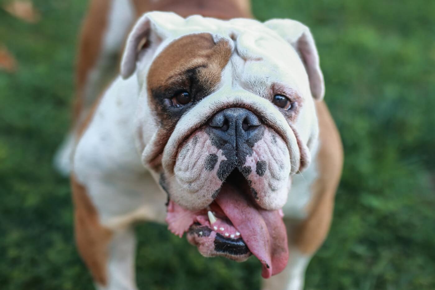 british bulldog breeding banned norway AKC National Championship Winner Struggles to Breathe