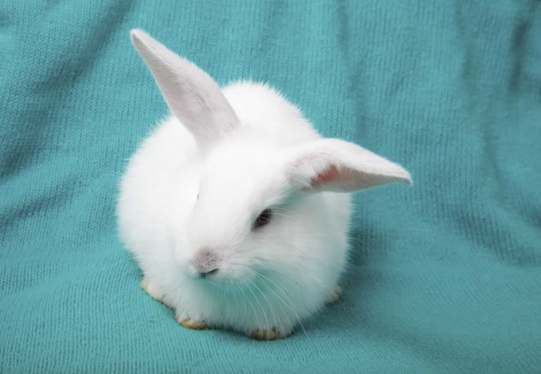 Urge Avon to Stop Paying for Cruel Tests on Animals in China