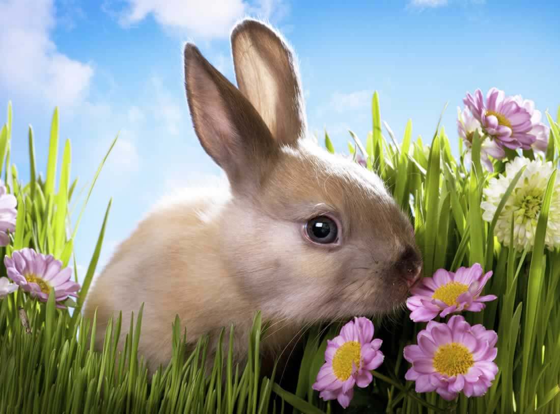 These 15 Foods Could Harm or Kill Your Rabbit | PETA