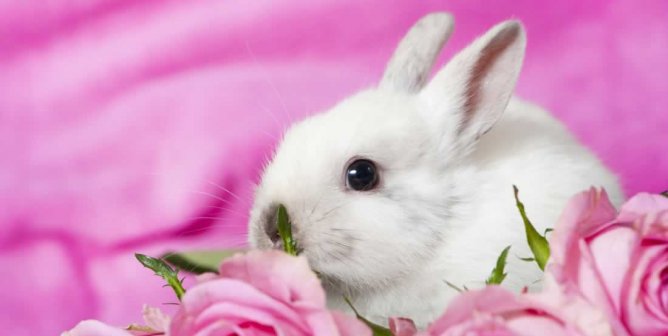 No Offense to ‘Everybunny’ Else, but My Rabbit Is the Best Valentine