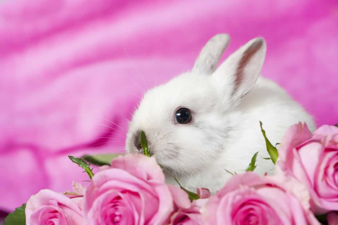 Find Out Why My Rabbit Is My Valentine's Day Sweetheart! PETA
