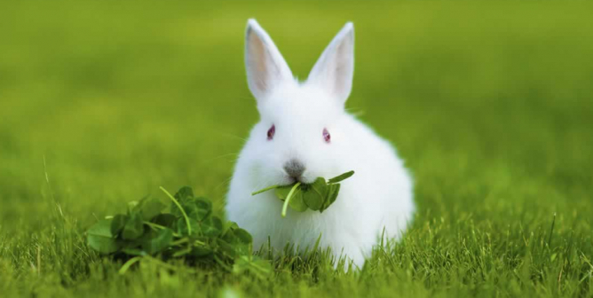 china cosmetics victory