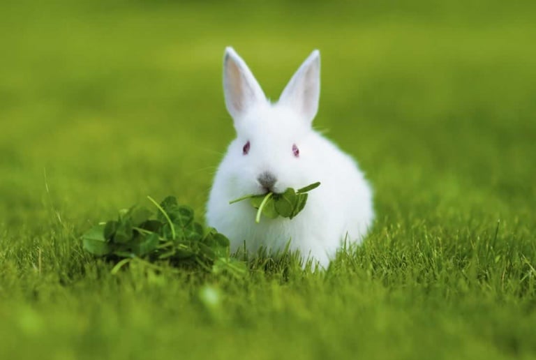 Rabbits eat dark leafy greens