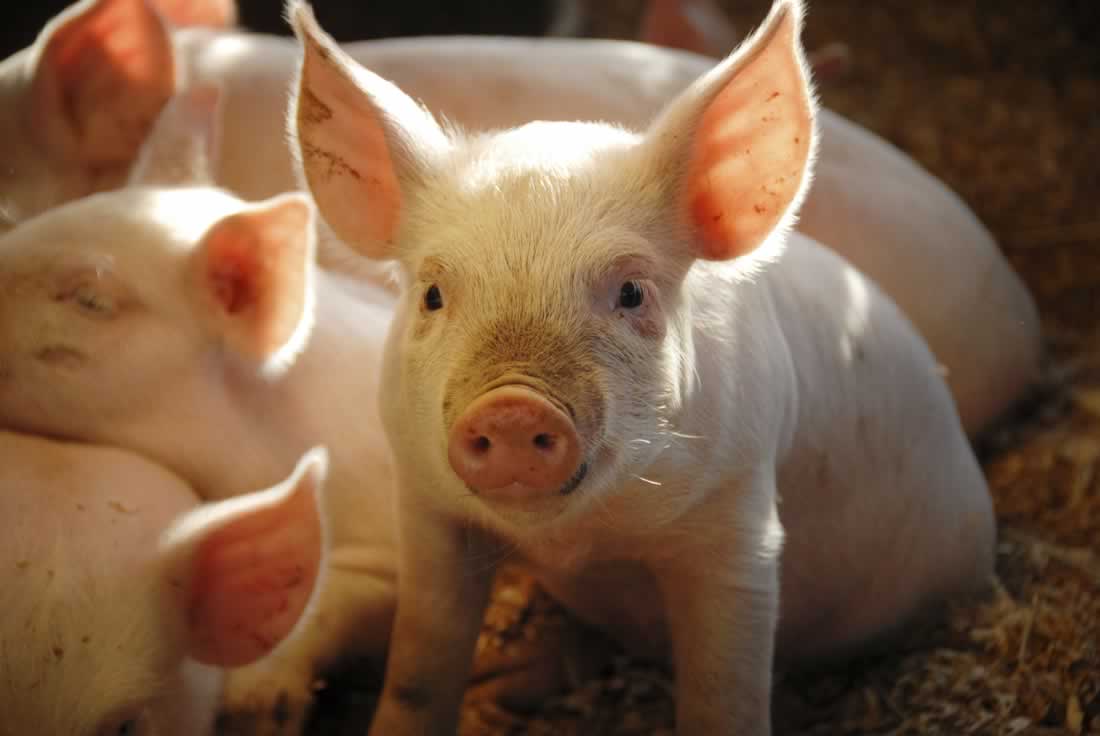 VICTORY: Johnson & Johnson Stops Using Animals for Sales Training After PETA Campaign!