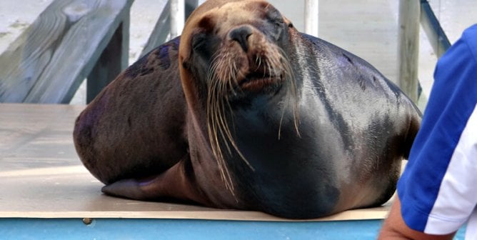 Sea Lion Splash