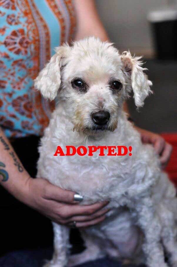 Beignet-Adopted