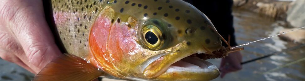 Dr. Dance' lands the biggest catch of his fishing career