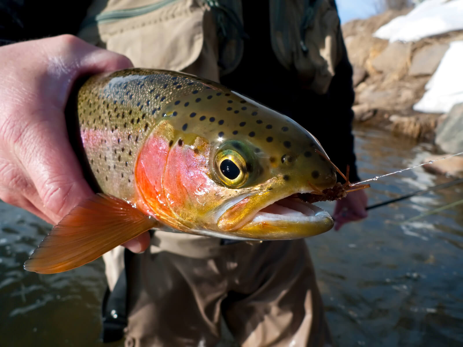 The Cruelty of Catch-and-Release Fishing for Fish and Others