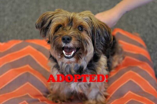 Craig-Adopted
