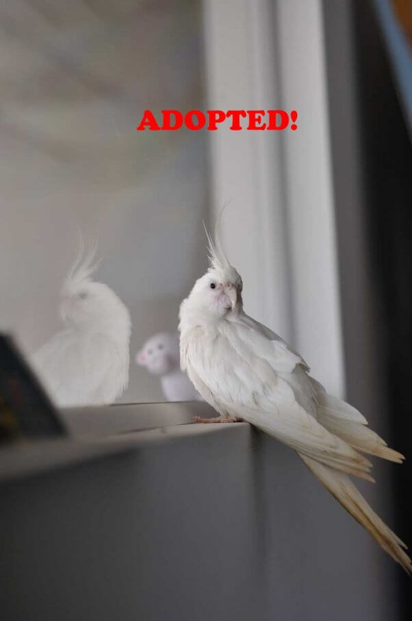 Crash-Adoption