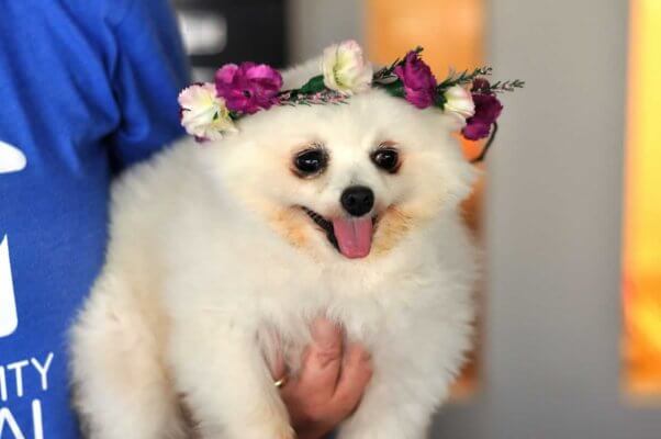 Snowball, a rescued dog available for adoption