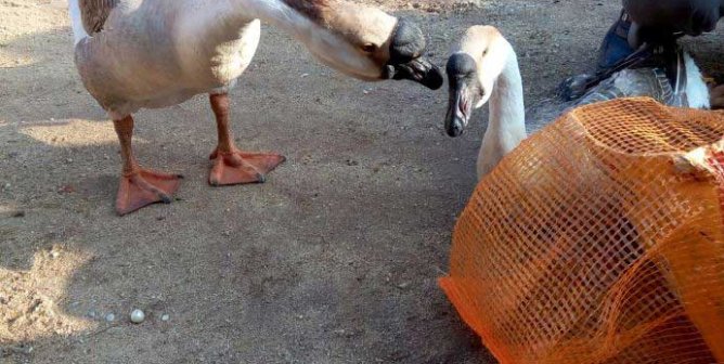 The Moment These Geese Said Goodbye Will Break Your Heart