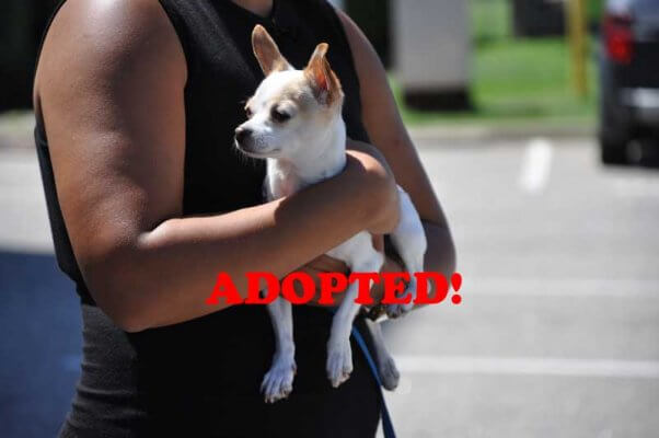 Hula-Adopted