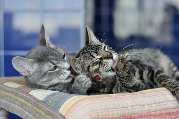 Lafayette and Thibodaux, two kittens available for adoption