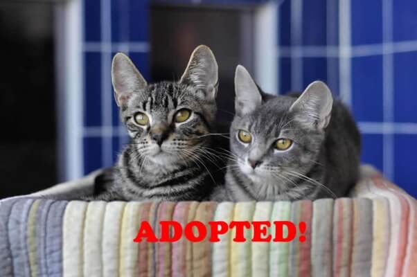 Lafayette and Thibodeaux, adopted