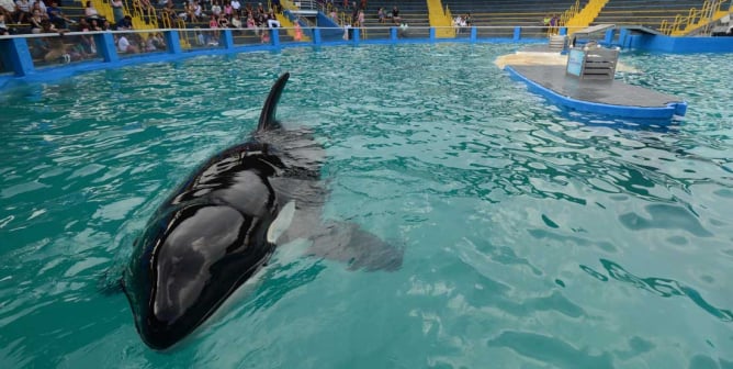 Lolita swimming in tank