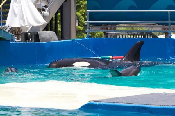 Lolita with Dolphins