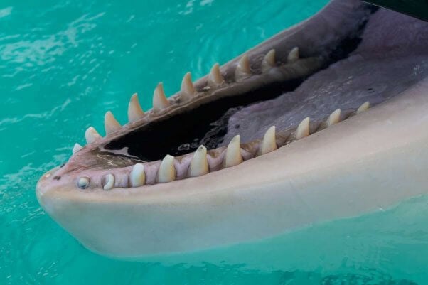 orca lolita's drilled teeth