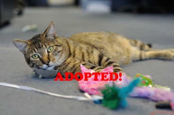 Louis-Adopted