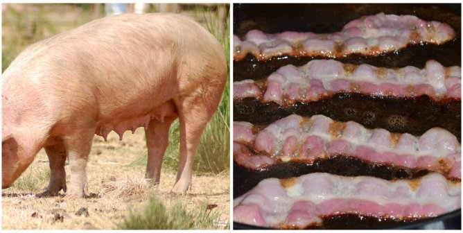 This Reddit Post Is Making People Vow Never to Eat Bacon Again