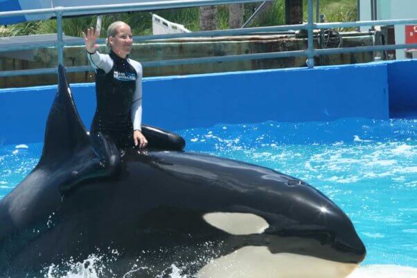 trainer rides on orca lolita's back at the Miami Seaquarium