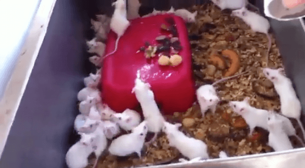 Video 1_Overcrowding of mice_5_sec