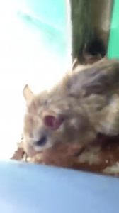 Video 3_Animal (gerbil) with open wound on head_12_sec