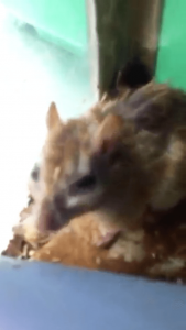 Video 3_Animal (gerbil) with open wound on head_13_sec