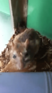 Video 3_Animal (gerbil) with open wound on head_4_sec