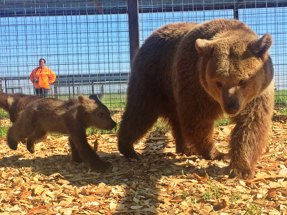 2017- PETA Has Now Saved 60 Bears From Tiny Pens and Concrete Hells