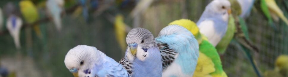 Feathers and Fun: Keeping Your Feathered Friends Happy