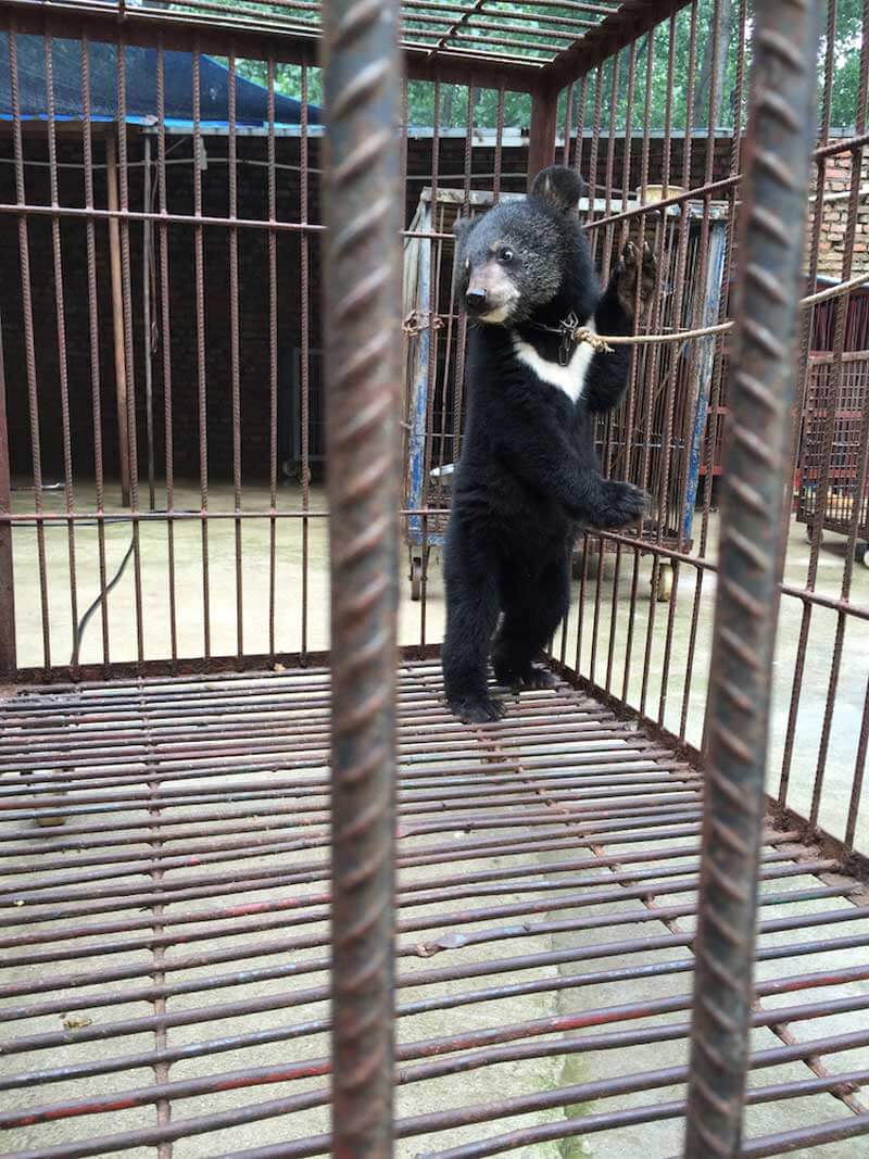 a bear cub chained to stand upright in a cage at a Chinese circus