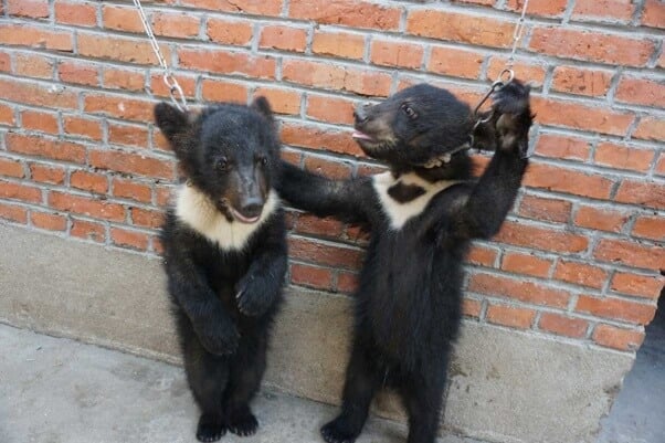 chines-circus-bear-cubs-chained-to-wall