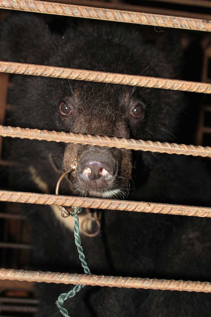 bear with nose ring piercing snout at a Chinese circus