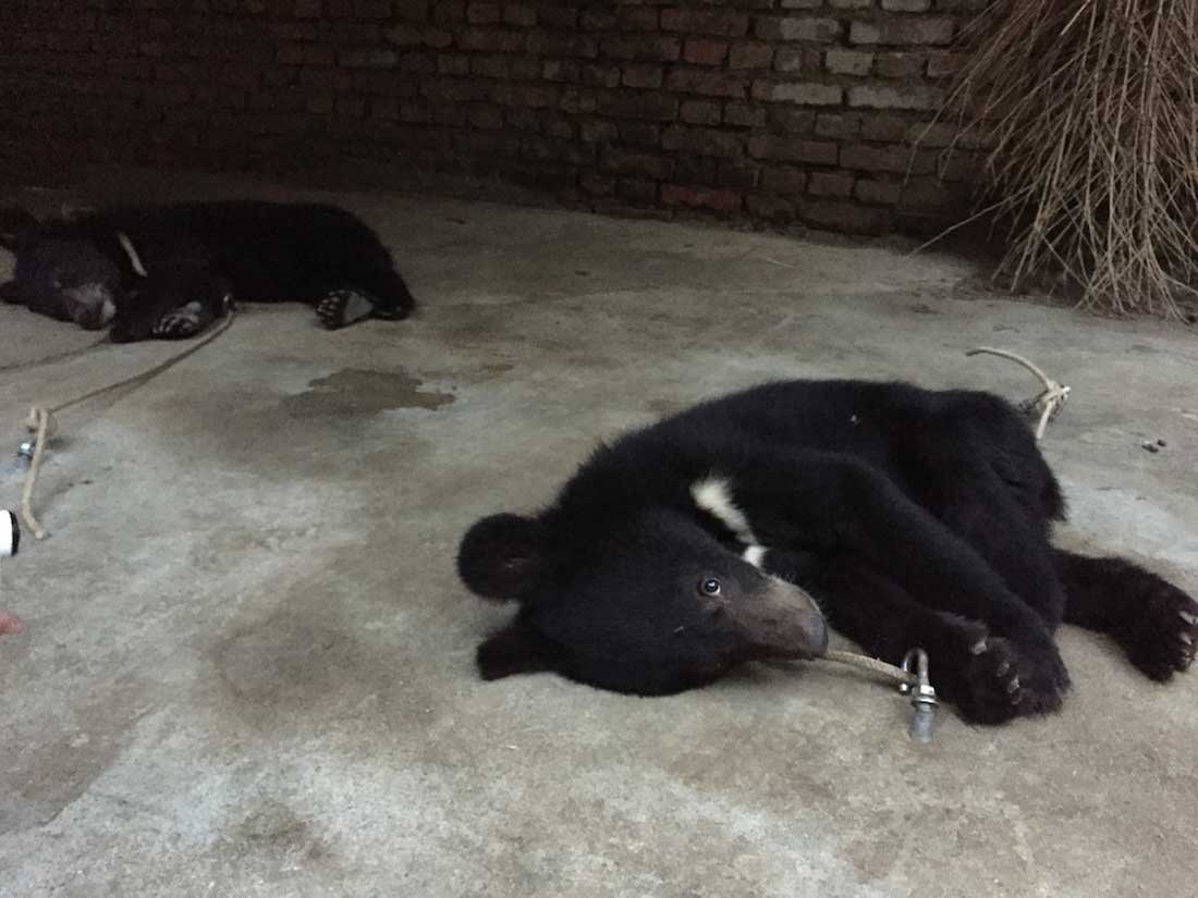 bear tethered to the ground at a Chinese circus