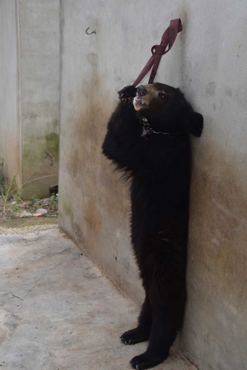bear tied to a wall so that they are forced to stand on their hind legs for a Chinese circus