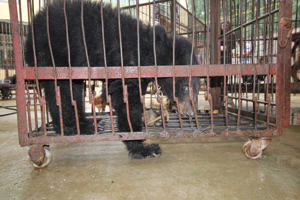 bear confined in a tiny barren metal cage at a Chinese circus
