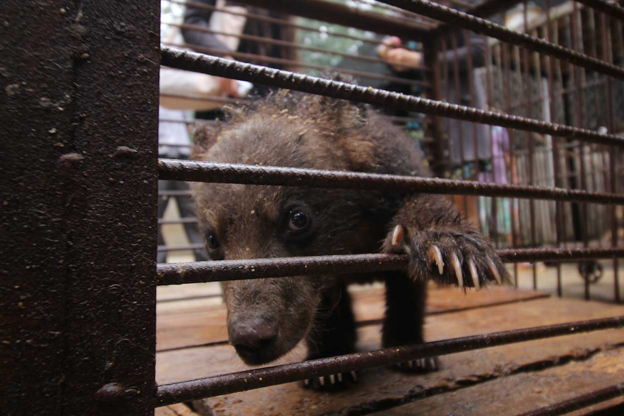 bear peeking through cage bars at a Chinese circus
